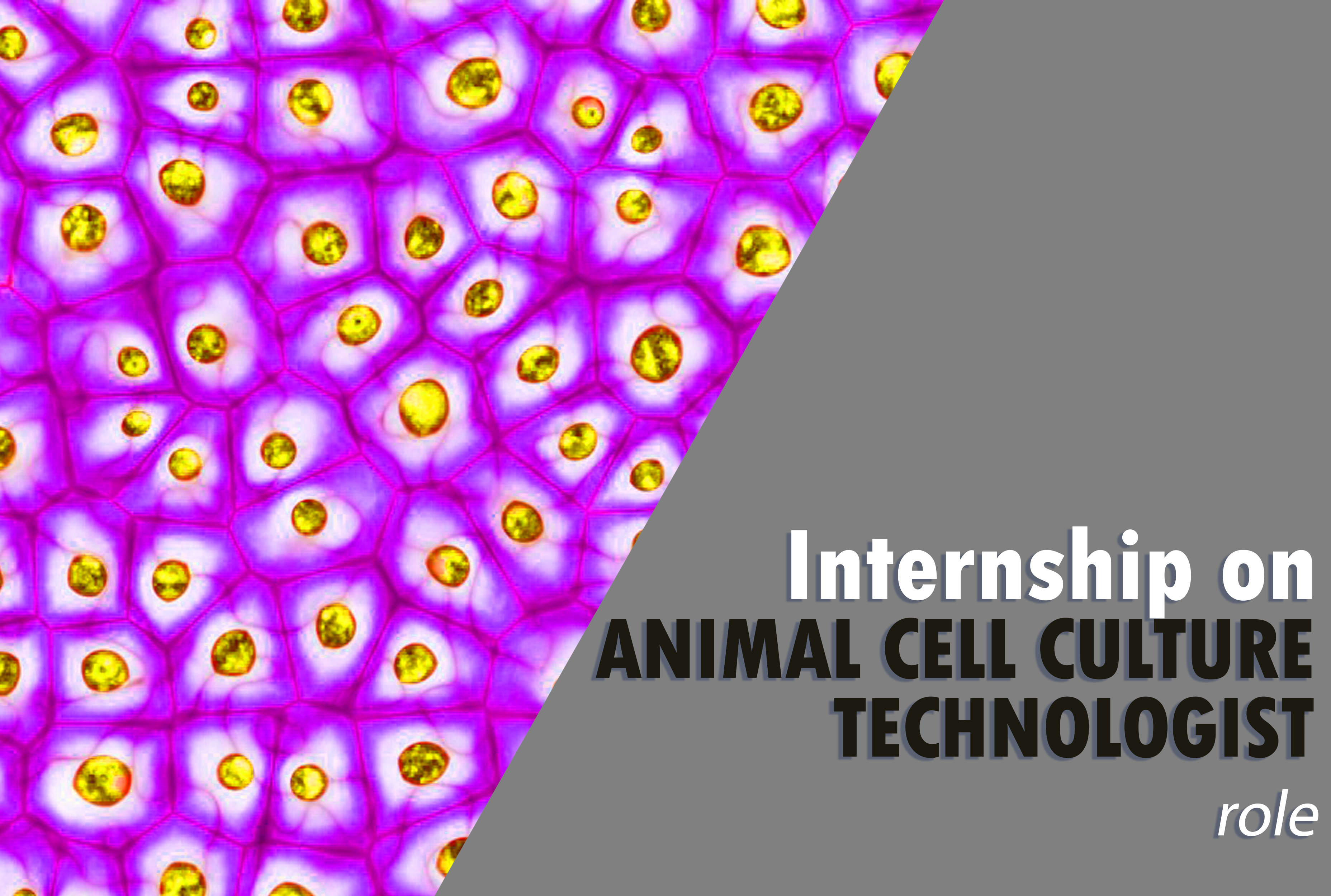 Internship on animal cell culture technologist role